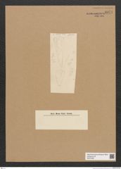 Diatomeae indet. Zeichnungen Sammlung Grunow Nr. 6071 (NHMW-BOT-W0374587)